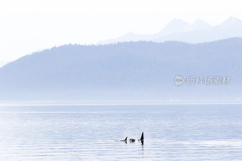 虎鲸(Orcinus orca)在查塔姆海峡，阿拉斯加东南部